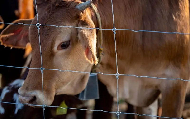 Imagen de Malla Triple Nudo Ganadera XTREME®